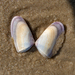 Donax hanleyanus - Photo (c) henriqueandrades, some rights reserved (CC BY-NC), uploaded by henriqueandrades