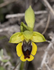 Ophrys lutea phryganae