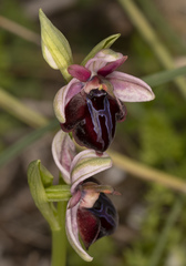 Ophrys sphegodes spruneri