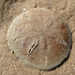 Five-slotted Sand Dollar - Photo (c) henriqueandrades, some rights reserved (CC BY-NC), uploaded by henriqueandrades