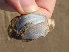 Olivancillaria