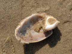 Olivancillaria