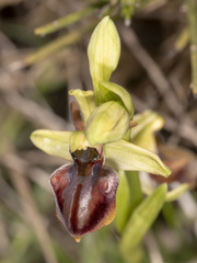 Ophrys sphegodes cretensis