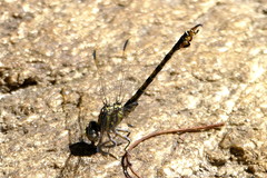 Paragomphus cognatus