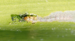 Neuranethes spodopterodes