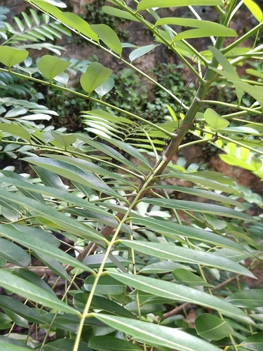 Image of Simarouba amara by (c) Pranav Chandra Bose, some rights reserved (CC BY)