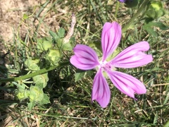 Malva sylvestris sylvestris