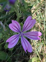 Malva sylvestris sylvestris