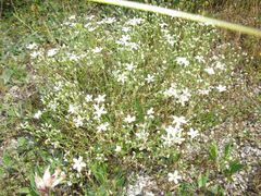 Arenaria grandiflora