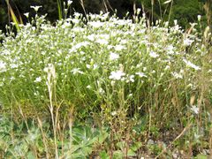 Arenaria grandiflora