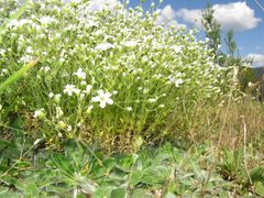 Arenaria grandiflora