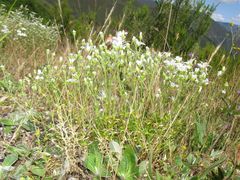 Arenaria grandiflora