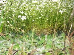 Arenaria grandiflora