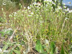 Arenaria grandiflora