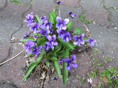 Viola mandshurica