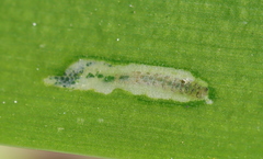 Neuranethes spodopterodes