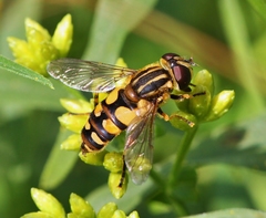 Helophilus obscurus