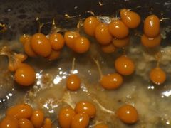 Badhamia utricularis