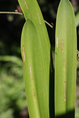 Neuranethes spodopterodes