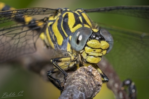 Large Pincertail