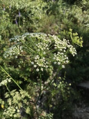 Peucedanum oreoselinum