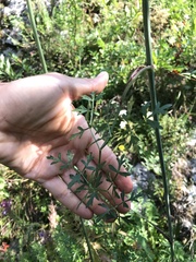 Peucedanum oreoselinum