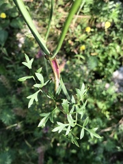 Peucedanum oreoselinum
