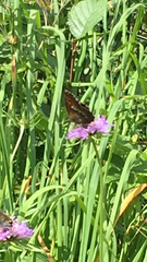 Erebia euryale