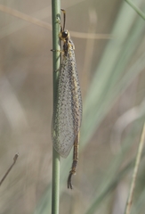 Macronemurus bilineatus