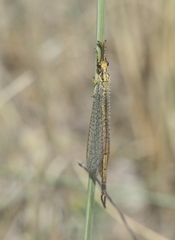 Macronemurus bilineatus