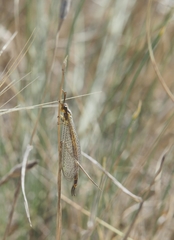 Macronemurus bilineatus