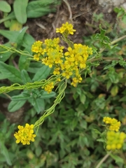 Sisymbrium austriacum