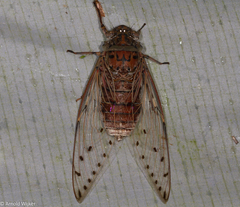 Megapomponia pendleburyi