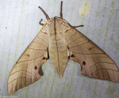 Marumba sperchius