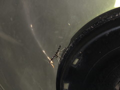 Bocchoris inspersalis