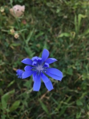 Cichorium intybus