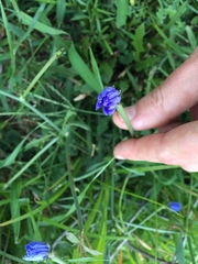 Cichorium intybus
