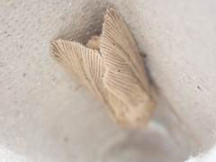 Mythimna pallens