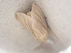 Mythimna pallens