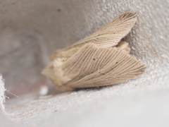 Mythimna pallens