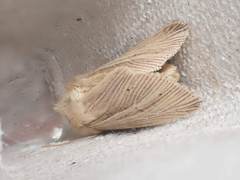 Mythimna pallens