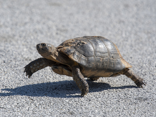 Mediterranean Tortoises (Genus Testudo) · iNaturalist