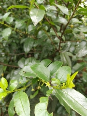 Rhamnus prinoides