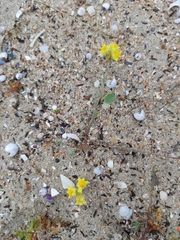 Linaria polygalifolia