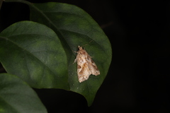 Callopistria flavitincta