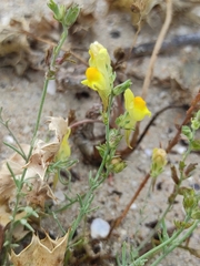 Linaria polygalifolia