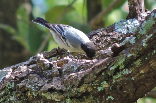 Melaniparus griseiventris