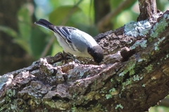 Miombo Tit photo 2