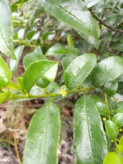 Rhamnus prinoides