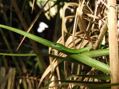 Philothamnus angolensis